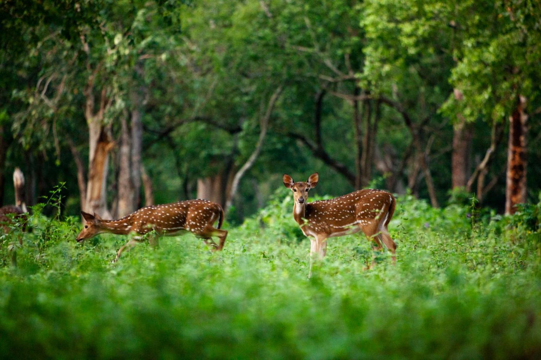 Nature Tones By Brdge Hospitality Maraiyūr Buitenkant foto
